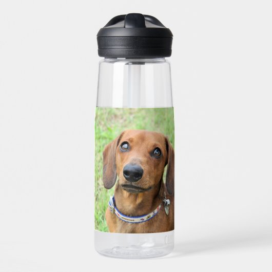 Bouteille D'eau Dachshund (Avant)