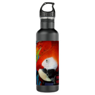 Bouteille D'eau En Acier Inoxydable Ara curieux