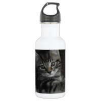 Chaton d'étameur ambulant