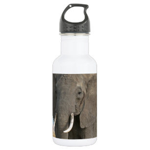Bouteille D'eau En Acier Inoxydable Safari Afrique Jungle Destin Animaux Éléphants