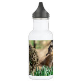 Bouteille D'eau Kits Fox dans la vallée de l'Hudson (Gauche)