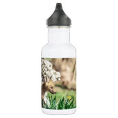 Bouteille D'eau Kits Fox dans la vallée de l'Hudson (Droite)