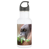 OrangUtan005