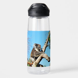 Bouteille D'eau Ours De Koala Dans L'Ancien Pin,