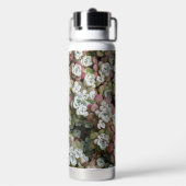 Bouteille D'eau Sedum Spathulifolium Succulents Floral (Arrière)