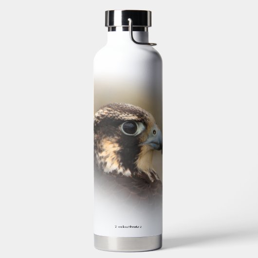 Bouteille D'eau Superbe profil Vigné d'un faucon pèlerin (Droite)