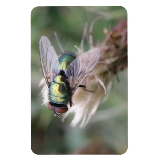 Bouteille verte - Magnet Premium Macro (Vertical)