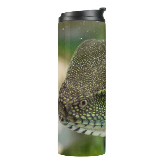 Bouteilles Isothermes Agama, lézard (Tourné sur la gauche)