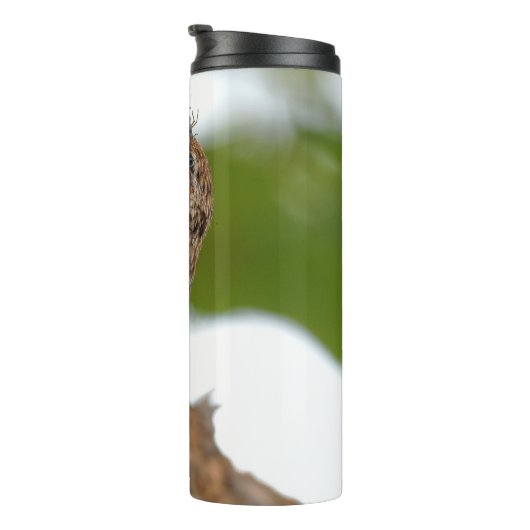 Bouteilles Isothermes American Treecreeper avec bug (Tourné sur la droite)