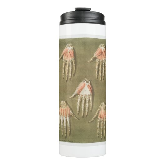 BOUTEILLES ISOTHERMES ANATOMIE SKELETON HANES MAIN BONES MUSCLE ANATOMIE (Devant)