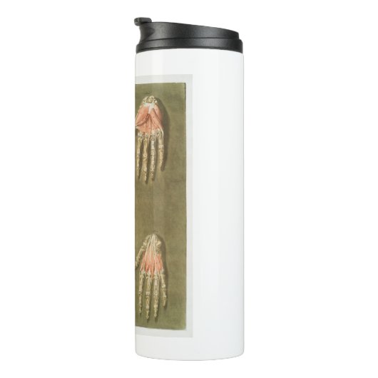 BOUTEILLES ISOTHERMES ANATOMIE SKELETON HANES MAIN BONES MUSCLE ANATOMIE (Tourné sur la droite)