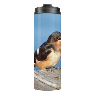 Bouteilles Isothermes Barre Swallow thermo tumbler
