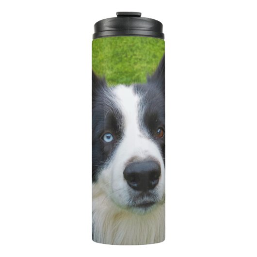 Bouteilles Isothermes Bordure Collie (Devant)