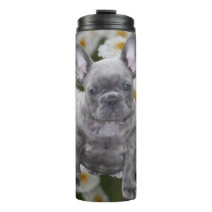 Bouteilles Isothermes Bouledogue français