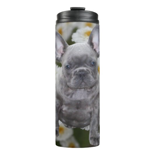 Bouteilles Isothermes Bouledogue français (Devant)