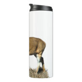Bouteilles Isothermes Buck White Tailed (Tourné sur la droite)