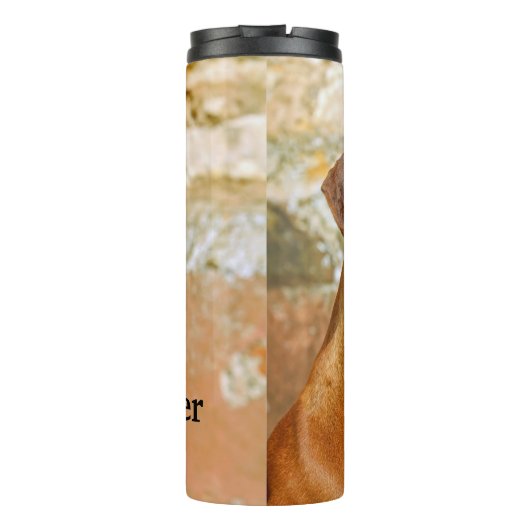 Bouteilles Isothermes Chien de Rhodesian Ridgeback (Dos)