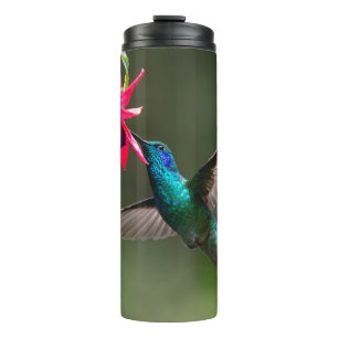 Bouteilles Isothermes Colibri à gorge violette dans la forêt nuageuse