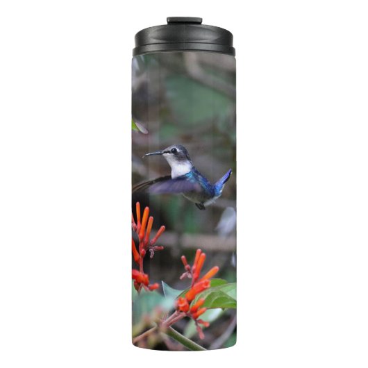 Bouteilles Isothermes Colibri en vol et fleurs rouges (Devant)