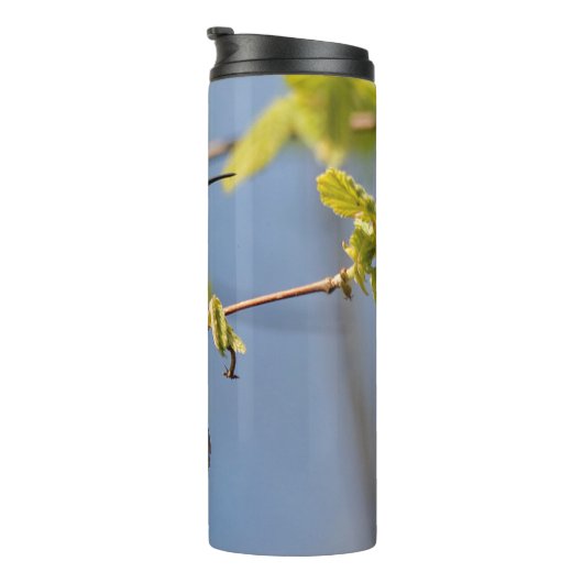 Bouteilles Isothermes Colibri roux parfaitement Posé (Tourné sur la droite)