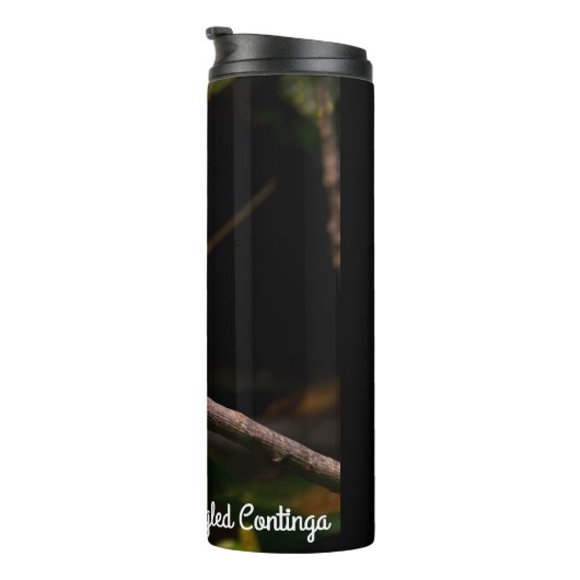 Bouteilles Isothermes Cotinga rayée (Tourné sur la droite)