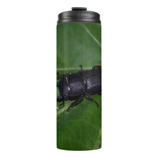 Bouteilles Isothermes Dorcus parallelipipedus, le moindre dendroctone du (Devant)