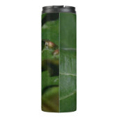 Bouteilles Isothermes Dorcus parallelipipedus, le moindre dendroctone du (Dos)