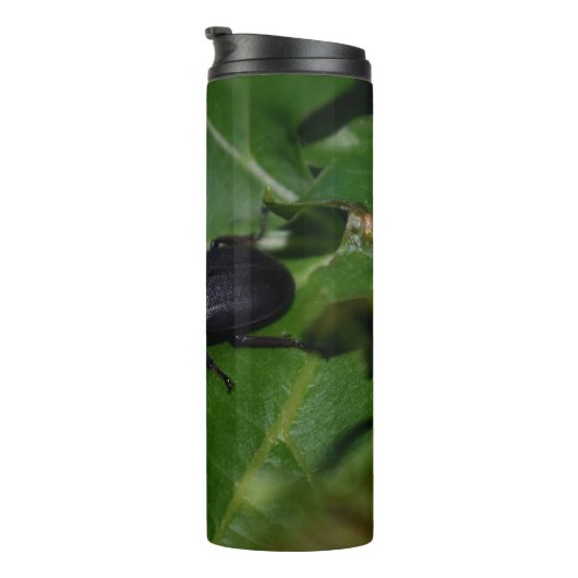 Bouteilles Isothermes Dorcus parallelipipedus, le moindre dendroctone du (Tourné sur la droite)