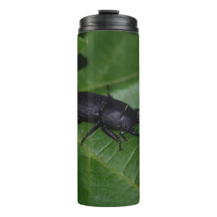 Bouteilles Isothermes Dorcus parallelipipedus, le moindre dendroctone du