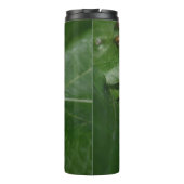 Bouteilles Isothermes Dorcus parallelipipedus, le moindre dendroctone du (Dos)