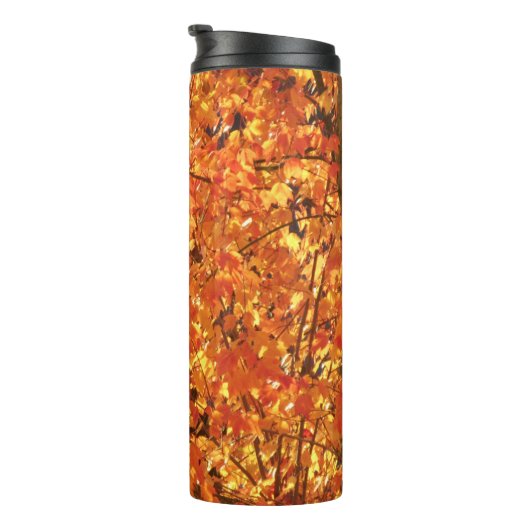 Bouteilles Isothermes Feuilles d'automne sur arbre - photo. (Tourné sur la droite)