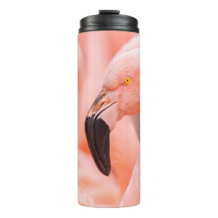Bouteilles Isothermes flamant chilien (Phoenicopterus chilensis), avec