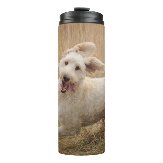 Bouteilles Isothermes Goldendoodle traverse l'herbe (Devant)