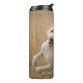 Bouteilles Isothermes Goldendoodle traverse l'herbe (Tourné sur la gauche)