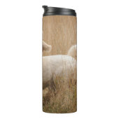Bouteilles Isothermes Goldendoodle traverse l'herbe (Tourné sur la droite)