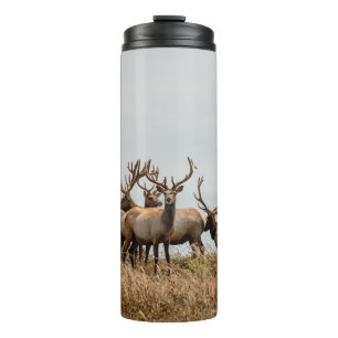 BOUTEILLES ISOTHERMES HERBE DE CERF