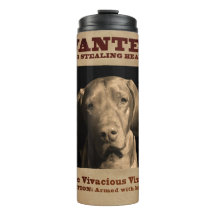 Le Vizsla vivace
