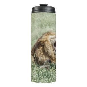 BOUTEILLES ISOTHERMES LION MENANT SUR LA GRASSE VERTE PENDANT LA JOURNÉE
