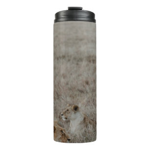 BOUTEILLES ISOTHERMES LION SUR LE CHAMP GRASS BROWN PENDANT LA JOURNÉE