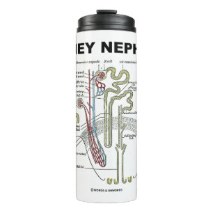Bouteilles Isothermes Manuel d'anatomie de Kidney Nephron Grey