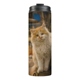 Bouteilles Isothermes Paruline Thermique Avec Conception De Chat Mignonn