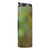 Bouteilles Isothermes Rencontre avec un suceur à poitrine rouge (Tourné sur la droite)