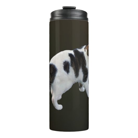 Bouteilles Isothermes Tabby Blanc Avec Patches Sombres (Devant)