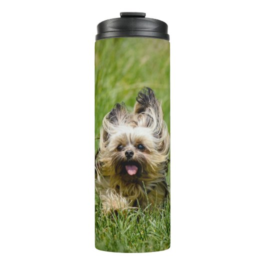 Bouteilles Isothermes Terrier Yorkshire mignon Traversant L'Herbe (Devant)