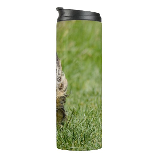 Bouteilles Isothermes Terrier Yorkshire mignon Traversant L'Herbe (Tourné sur la droite)