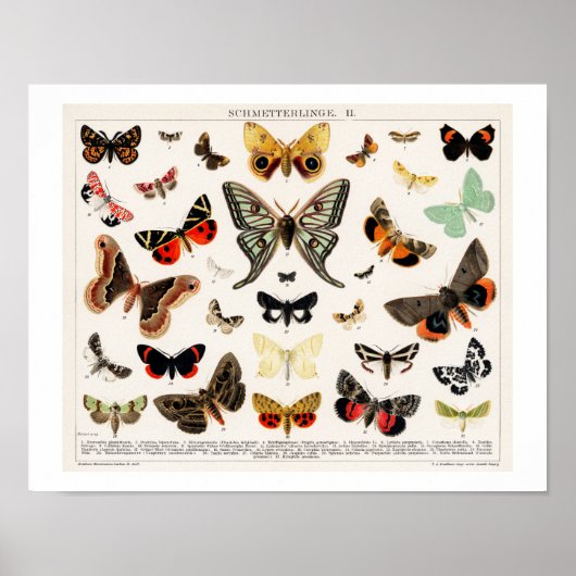 BOUTEILLES vintages ET POSTER LITHOGRAPHIQUE DES M (Devant)