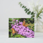 Boutiques aux papillons ~ carte postale (Debout devant)