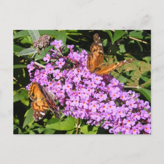 Boutiques aux papillons ~ carte postale (Devant)
