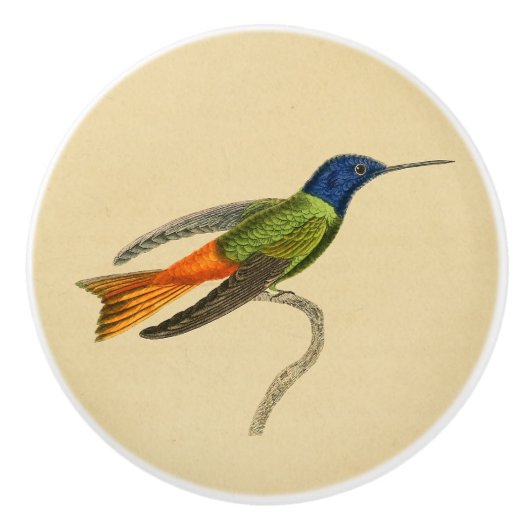 Bouton 1830 de tiroir de colibri de cru (Devant)