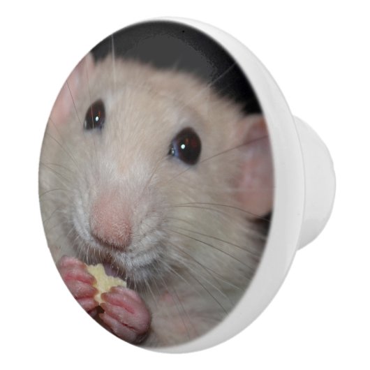 Bouton blanc de raboteuse de rat d'abruti (Droite)